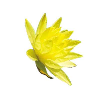 ‘Photoshop设计快速制作出漂亮的花朵浮雕水晶字‘