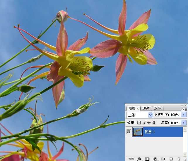 ‘Photoshop巧用颜色通道将花卉从背景分离‘