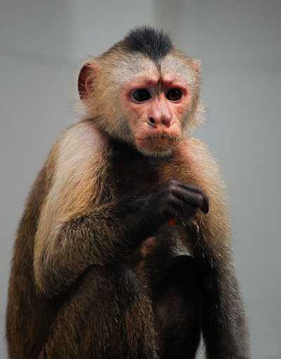 ‘photoshop一图多解找出抠取毛发的最佳方法‘