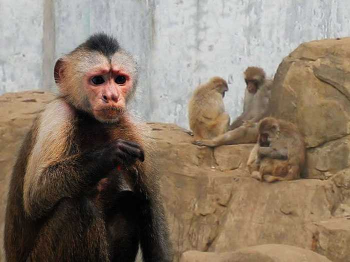 ‘photoshop一图多解找出抠取毛发的最佳方法‘