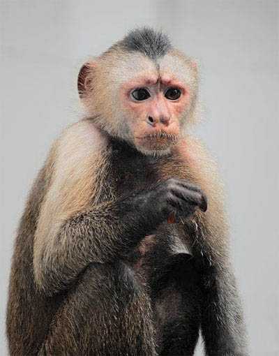 ‘photoshop一图多解找出抠取毛发的最佳方法‘