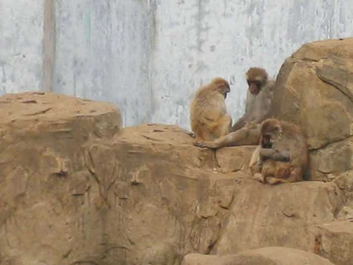 ‘photoshop一图多解找出抠取毛发的最佳方法‘