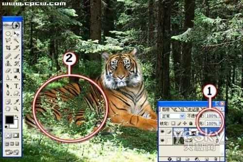 Photoshop图片合成实例：自然界中的老虎_脚本之家jb51.net整理转载