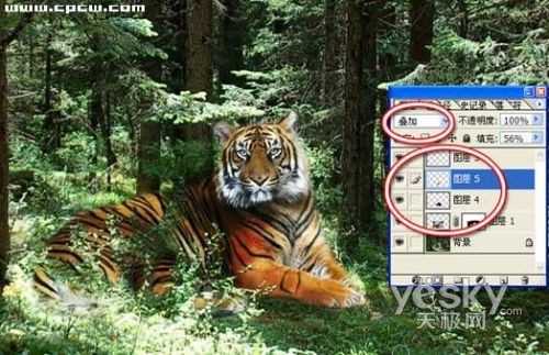 Photoshop图片合成实例：自然界中的老虎_脚本之家jb51.net整理转载