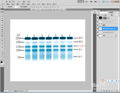 ‘Photoshop标示sds-page电泳图Maker图文教程‘