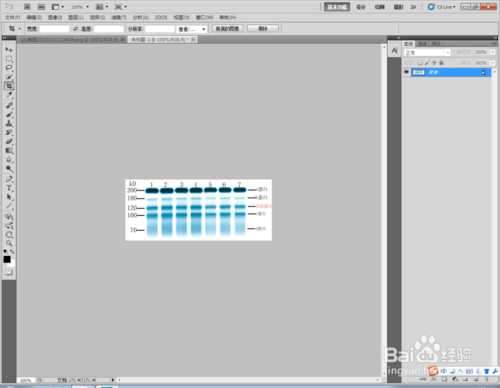 ‘Photoshop标示sds-page电泳图Maker图文教程‘