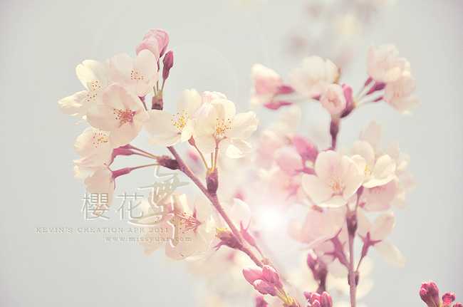 ‘Photoshop制作漂亮的粉紫色花朵签名图片‘