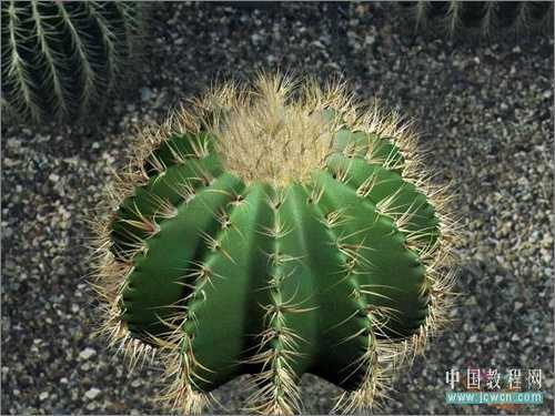 3DS MAX毛发修改器制作逼真仙人球 技术分享