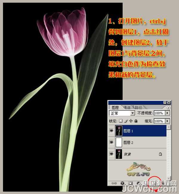 ‘Photoshop利用背景橡皮擦工具抠郁金香‘