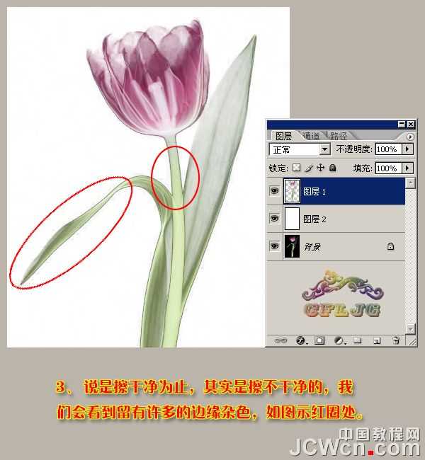 ‘Photoshop利用背景橡皮擦工具抠郁金香‘