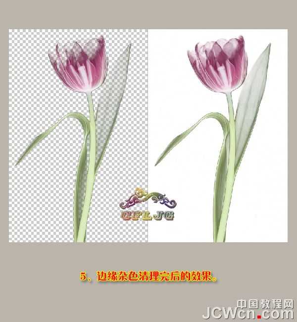‘Photoshop利用背景橡皮擦工具抠郁金香‘