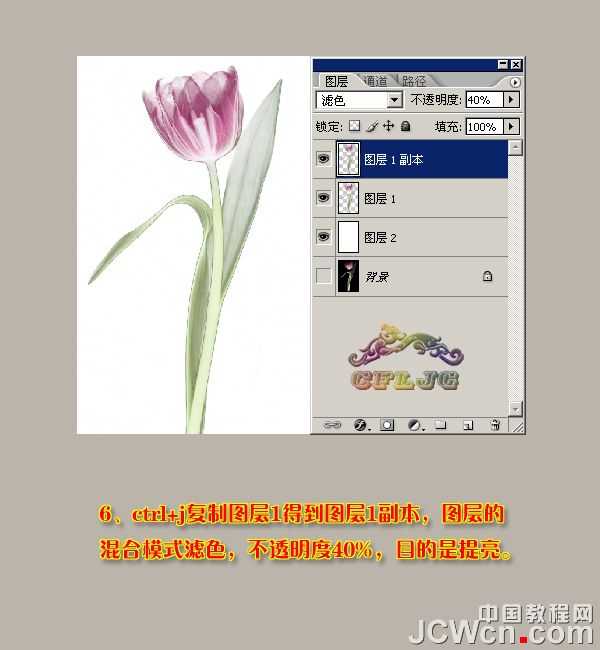 ‘Photoshop利用背景橡皮擦工具抠郁金香‘