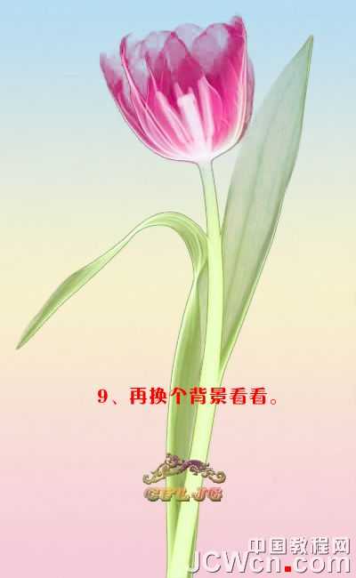 ‘Photoshop利用背景橡皮擦工具抠郁金香‘