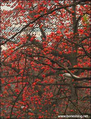 red04.jpg