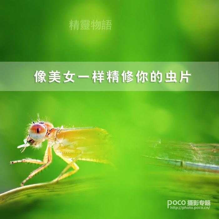 ‘PS教程之像美女一样精修你的虫片(豆娘的后期处理教程)‘