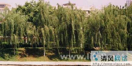 Fireworks效果之水波倒影[多图]图片1