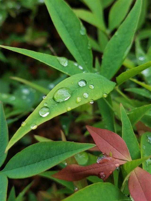 雨后