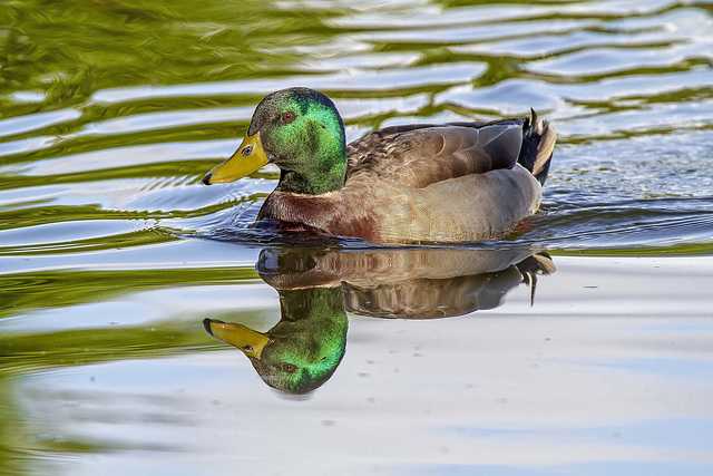 Mallard Duck