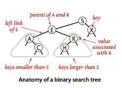 bst-anatomy