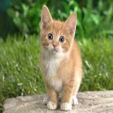 cat_227.jpg